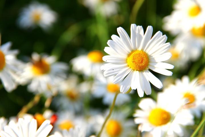 daisy_april_birth_flower_1920x1280px_pixabay